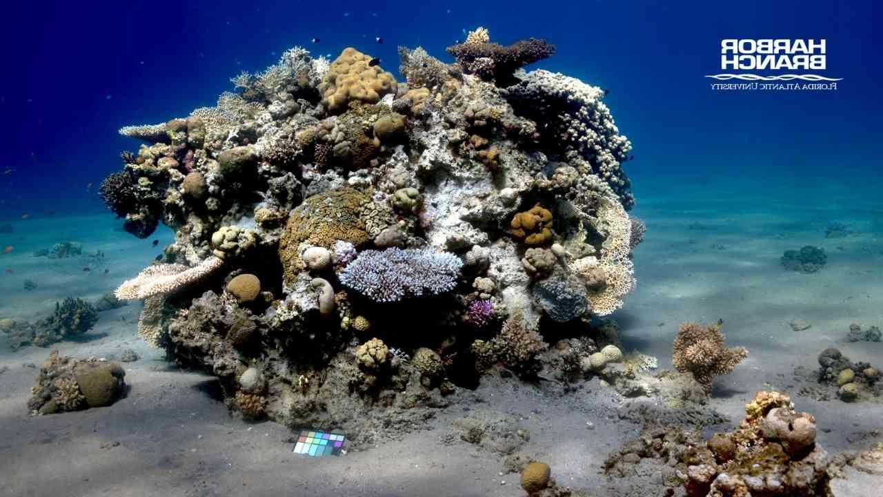 Coral research